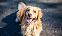 紫狗爆料视频回放